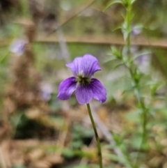 Viola betonicifolia subsp. betonicifolia at QPRC LGA - 20 Nov 2023 03:32 PM