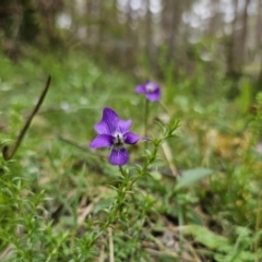 Viola betonicifolia subsp. betonicifolia at QPRC LGA - 20 Nov 2023 03:32 PM