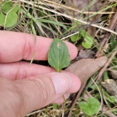 Viola betonicifolia subsp. betonicifolia at QPRC LGA - 20 Nov 2023 03:32 PM