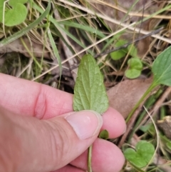 Viola betonicifolia subsp. betonicifolia at QPRC LGA - 20 Nov 2023 03:32 PM