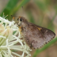 Trapezites phigalioides (Montane Ochre) at Lower Cotter Catchment - 20 Nov 2023 by Christine