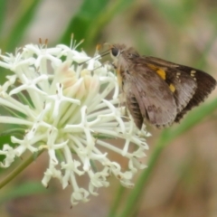 Trapezites phigalioides at Lower Cotter Catchment - 20 Nov 2023 11:14 AM