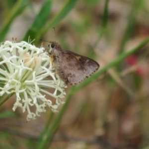 Trapezites phigalioides at Lower Cotter Catchment - 20 Nov 2023 11:14 AM