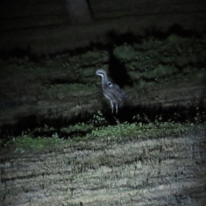 Burhinus grallarius at Forde, ACT - 19 Nov 2023 09:24 PM