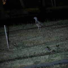 Burhinus grallarius at Forde, ACT - 19 Nov 2023 09:24 PM