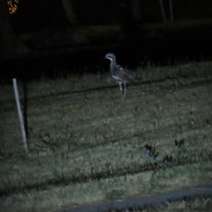 Burhinus grallarius at Forde, ACT - 19 Nov 2023