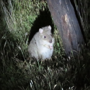 Bettongia gaimardi at Mulligans Flat - 19 Nov 2023 08:45 PM