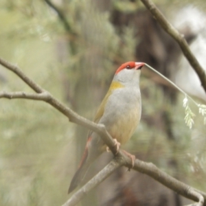 Neochmia temporalis at Murrumbateman, NSW - 16 Nov 2023