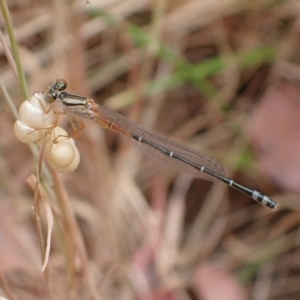 Xanthagrion erythroneurum at Murrumbateman, NSW - 20 Nov 2023