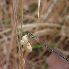 Xanthagrion erythroneurum at Murrumbateman, NSW - 20 Nov 2023 11:14 AM