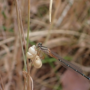 Xanthagrion erythroneurum at Murrumbateman, NSW - 20 Nov 2023