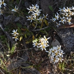 Olearia erubescens (Silky Daisybush) at Namadgi National Park - 19 Nov 2023 by jmcleod