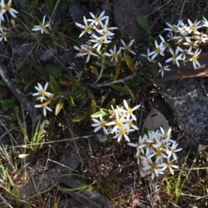 Olearia erubescens at Namadgi National Park - 19 Nov 2023