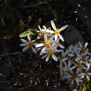 Olearia erubescens at Namadgi National Park - 19 Nov 2023