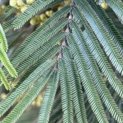 Acacia mearnsii (Black Wattle) at Lake George, NSW - 27 Sep 2023 by JaneR