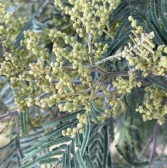 Acacia mearnsii at QPRC LGA - 27 Sep 2023 03:59 PM