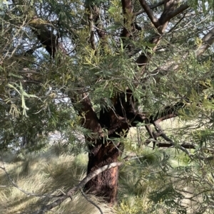 Acacia mearnsii at QPRC LGA - 27 Sep 2023