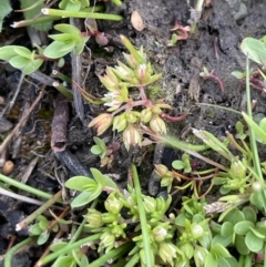 Crassula decumbens var. decumbens (A Stonecrop) at QPRC LGA - 27 Sep 2023 by JaneR