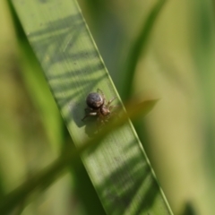 Salticidae (family) (Jumping spider) at Monga National Park - 19 Nov 2023 by Sarah2019