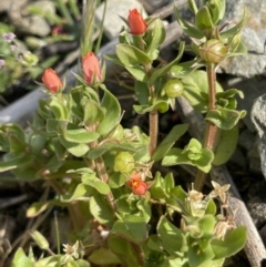 Lysimachia arvensis (Scarlet Pimpernel) at Lake George, NSW - 27 Sep 2023 by JaneR