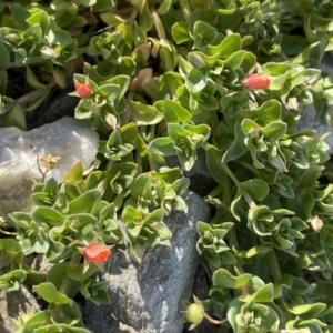 Lysimachia arvensis at QPRC LGA - 27 Sep 2023 03:53 PM