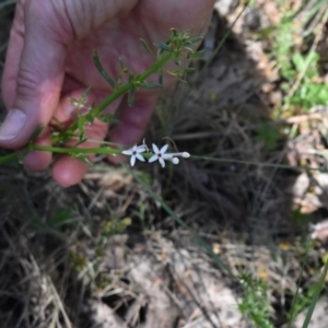 Stackhousia monogyna at Namadgi National Park - 19 Nov 2023 08:52 AM