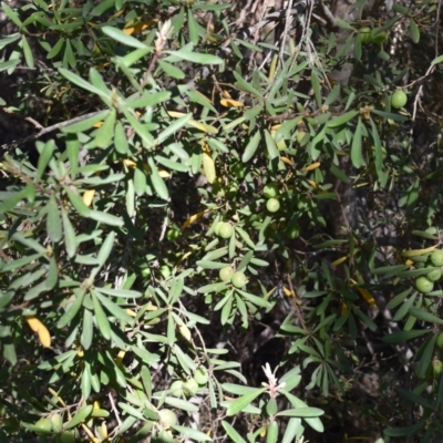 Persoonia subvelutina (Velvety Geebung) at Namadgi National Park - 19 Nov 2023 by jmcleod