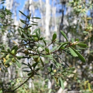 Persoonia subvelutina at Namadgi National Park - 19 Nov 2023