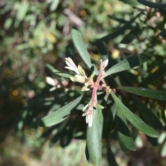 Persoonia subvelutina at Namadgi National Park - 19 Nov 2023