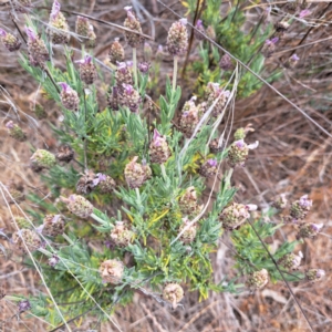 Lavandula stoechas at Mount Majura - 20 Nov 2023