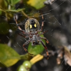 Hortophora sp. (genus) (Garden orb weaver) at Cotter River, ACT - 18 Nov 2023 by jmcleod