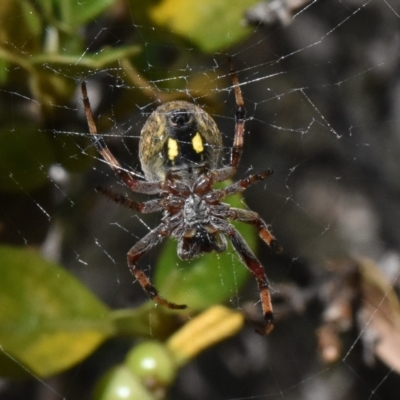 Hortophora sp. (genus) (Garden orb weaver) at Bimberi Nature Reserve - 18 Nov 2023 by jmcleod