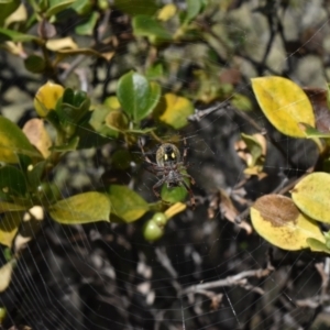 Hortophora sp. (genus) at Bimberi Nature Reserve - 19 Nov 2023 09:47 AM