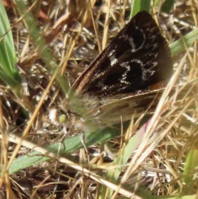 Synemon plana (Golden Sun Moth) at Narrabundah, ACT - 19 Nov 2023 by RobParnell