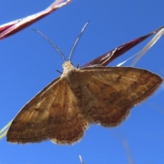 Scopula rubraria (Reddish Wave, Plantain Moth) at Narrabundah, ACT - 18 Nov 2023 by RobParnell