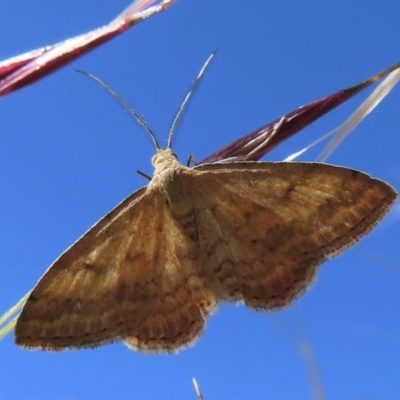 Scopula rubraria (Reddish Wave, Plantain Moth) at Narrabundah, ACT - 19 Nov 2023 by RobParnell