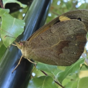 Heteronympha merope at Narrabundah, ACT - 19 Nov 2023 08:55 AM