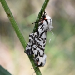 Ardices glatignyi (Black and White Tiger Moth (formerly Spilosoma)) at Namadgi National Park - 19 Nov 2023 by jmcleod