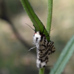 Ardices glatignyi at Namadgi National Park - 19 Nov 2023 09:59 AM