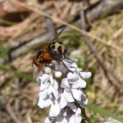 Formosia (Euamphibolia) speciosa (Bristle fly) at Namadgi National Park - 18 Nov 2023 by jmcleod