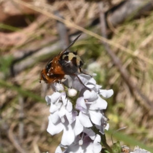 Formosia (Euamphibolia) speciosa at Namadgi National Park - 19 Nov 2023