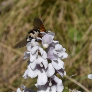 Formosia (Euamphibolia) speciosa at Namadgi National Park - 19 Nov 2023