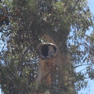 Cacatua sanguinea at Gungahlin, ACT - 13 Nov 2023 01:35 PM