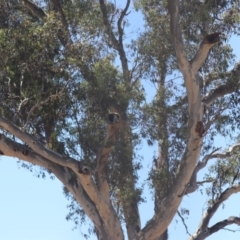 Cacatua sanguinea at Gungahlin, ACT - 13 Nov 2023 01:35 PM