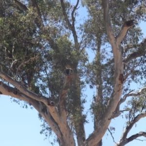 Cacatua sanguinea at Gungahlin, ACT - 13 Nov 2023 01:35 PM