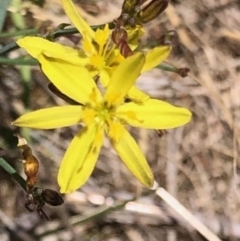 Tricoryne elatior (Yellow Rush Lily) at Lyons, ACT - 19 Nov 2023 by GregC