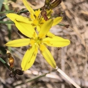 Tricoryne elatior at Oakey Hill - 19 Nov 2023