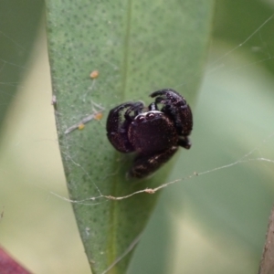 Simaethula sp. (genus) at Murrumbateman, NSW - 16 Nov 2023 02:41 PM