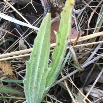 Plantago varia (Native Plaintain) at Oakey Hill - 13 Nov 2023 by GregC