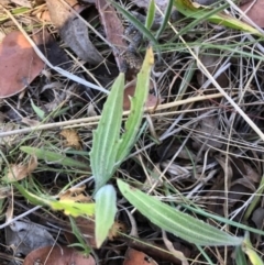 Plantago varia at Oakey Hill - 13 Nov 2023